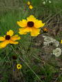 Calliopsis